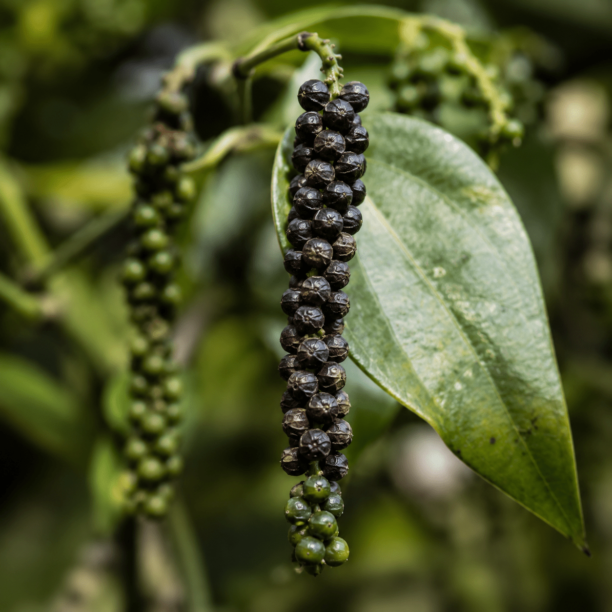 Black Pepper Extract ingredient